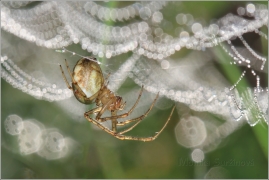 <p>META PODZIMNÍ (Metellina segmentata) ---- /Herbstspinne/</p>